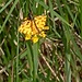 Pseudophantera macularia<br /> 	Geometridae<br /><br />Pantera, Venilia pantera, Venilia macolata<br />Panthere<br />Pantherspanner