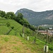 Si cammina fra i vigneti.