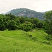 Con le continue piogge di questi giorni il verde è esploso.