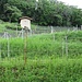 Le vigne sono circondate da recinzioni elettrificate per impedire che gli ungulati facciano razzie.