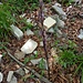 Limodorum abortivum (L.) Sw.<br />Orchidaceae<br /><br />Fior di legna <br />Limodore à feuilles avortées <br /> Dingel