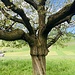 spezieller Birnbaumwuchs