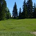 Am Graben (Wegende). Nun auf dem geschwungenen Pfad zu einer Lichtung jenseits der Baumreihe. Im Gras ist der Pfad undeutlich,...