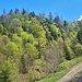 Die Flanke mit lichtem Wald ist ziemlich feucht
