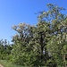 Blühende Robinien, der eingewanderte Baum dominiert schon manche Waldränder
