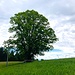 stattlicher Einzelbaum