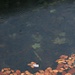 Herbstregen am Pfrillseee