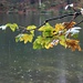 Herbst am Pfrillseee