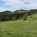Alpe Neugschwend - der Preiß und die Kuh