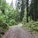 Forstweg in der Gipfelregion