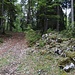 Abzweig vom Forstweg zum Gipfel