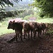 Die Kühe stehen wohl auch ungerne im Matsch und blockieren den Weg zur Buchelalpe.