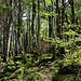 Schöner wilder Bergwald.
