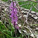 Orchis mascula (L.) L.<br />Orchidaceae<br /><br />Orchide masciho<br /> Orchis mâle <br />Männliches Knabenkraut