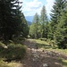 Der Weg führt in den Wald hinein.