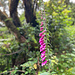 Blume am Wegesrand