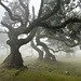 Der Wald von Fanal