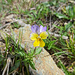 Viola cornuta, Hornveilchen, schön lila-gelb gefärbt