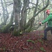 Schon bald tauchen wir ein in einen geradezu mystischen Nebelwald