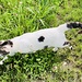 erst am hohen Grasrand aufgescheucht - dann schliesslich beinahe zutraulich, diese Katze bei Hostris