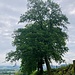 riesige Eichen und Hagebuchen säumen den Weg ...