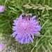 filigraner Besucherin auf der Witwenblume