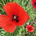 am Wegrand leuchtet der Mohn