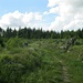 Gleich erreiche ich den ersten Felsen, die Scherstorklippe, die geradeaus zwischen den Bäumen schon zu sehen ist.