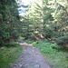 Weiter gehe ich zum nächsten Felsen, hier sogar Harz-untypisch durch ein Stück gesunden Wald.