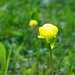 Trollblume, der Frühling zieht auch in den höheren Lagen ein