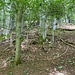 Steile Waldflanke auch im Aufstieg zum Büelchopf.<br /><br />