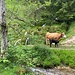 Mutterkuh mit Kalb. Dahinter ein interessanter Bachlauf. Eine Kalksinterquelle?<br /><br />