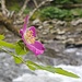 blühende Rose - stark durftend