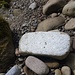 ein weiteres Beispiel für Kalzitüberzug. Diese Funde häufen sich, je mehr wir uns dem Tüfelsmürli nähern. Das ist die Stelle, wo "aufsteigende Molasse" und "subalpine Molasse" aufeinander prallen und sich senkrecht aufstellen wie eine Mauer. Deshalb Tüfelsmürli - die Mauer des Teufels. Der Aufprall erzeugt Rissen und Spalten, die füllt der Kalk aus.