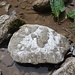 markant: der Faserkalk. Er bildet sich im Gestein, während sich Spalte und Klüfte bilden, und füllt sie gleich aus. Die Wachstumsrichtung der Kristalle zeigt die Gleitrichtung an, in der sich die Gesteinsplatten gegeneinander bewegten.