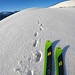 <b>Sulle tracce del camoscio.</b>