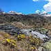 Tussilago farfara