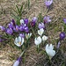 Crocus sp