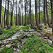 Forêt de la Vieille, l'eau s'écoule de partout.