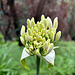 Blume