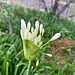 Blume