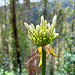 Blume