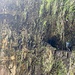 scm auf der Levada