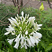 Blume