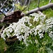 Im Wald zum Grasplateau.