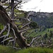 Altholz hängt am Abgrund.