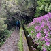 Levada
