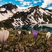 Krokusse vor dem Traualpsee