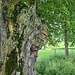 Alter Baum in der Allee, die kaputten werden laufend ersetzt, so dass die Allee auch weiterhin existieren wird.