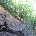 Il sentiero che da Varola va verso Curt Murgin è in sostanza un lungo traverso (da non sottovalutare) che attraversa un ripido bosco di faggi. Onore al merito ad Angelo e ad alcuni suoi compagni, che lunedì (con tempo piovoso) hanno percorso il sentiero per verificarne la percorrenza, rinnovando alcuni segnavia sugli alberi per renderlo più rintracciabile.
